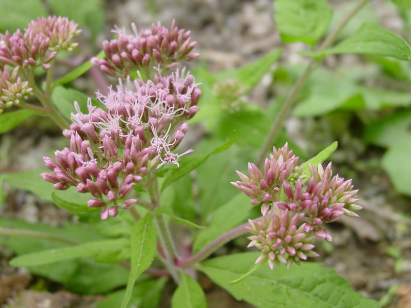 Eupatorium cannabinum